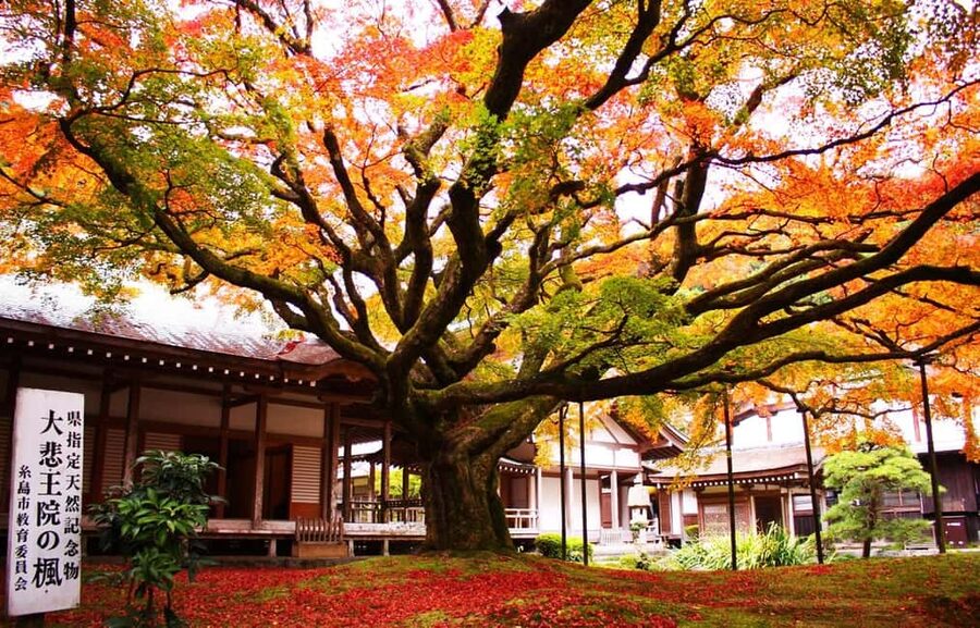 Kyushu Tour From Fukuoka: Itoshima Nature & Coastal Scenery - Totoro Forest and Keya no Oto add shade and a little effort