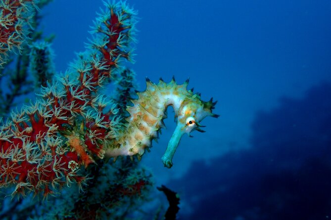 Let's enjoy Scuba diving in Izu Peninsula for certificate Diver - Why Izu Oceanic Park is worth your time