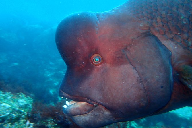 Let's enjoy Scuba diving in Izu Peninsula for certificate Diver - Morita’s calm approach helps rusty certified divers