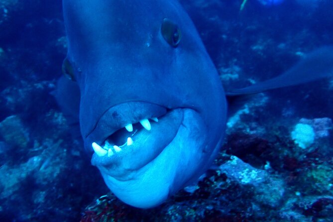 Let's enjoy Scuba diving in Izu Peninsula for certificate Diver - Getting to the meeting point in Ito
