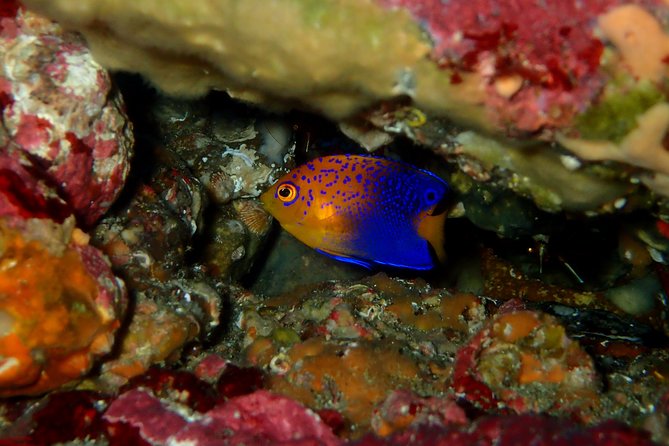 Let's enjoy Scuba diving in Izu Peninsula for certificate Diver - Who will enjoy this most