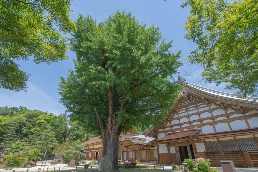 Magome-juku, Tsumago-juku & Ena-kyo 1d Bus Tour from Nagoya - Ena Gorge from the observatory