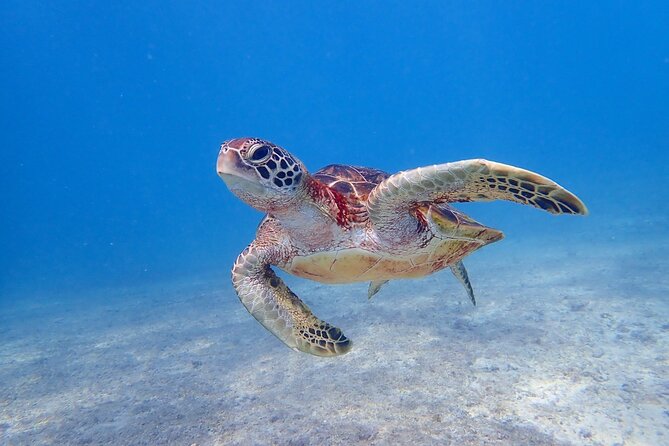 [Miyako Island/Half Day] Sea Turtle Snorkeling - What the 90-minute schedule feels like