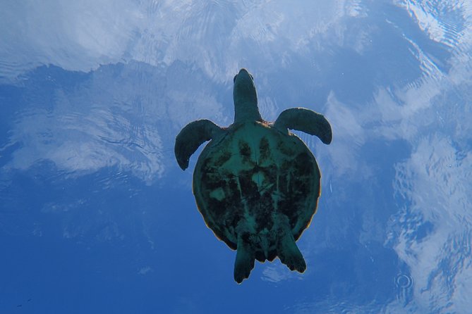 [Miyako Island/Half Day] Sea Turtle Snorkeling - The guides make the biggest difference