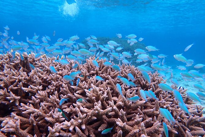 [Miyako Island/Half Day] Sea Turtle Snorkeling - Free photos add real value