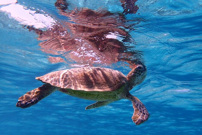 [Miyako Island/Half Day] Sea Turtle Snorkeling - Coral, clownfish, and the backup plan