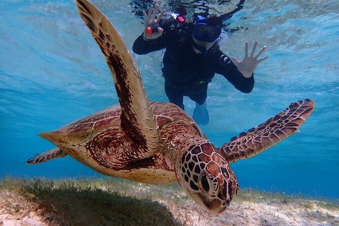 [Miyako Island/Half Day] Sea Turtle Snorkeling - Price, inclusions, and one detail to clarify