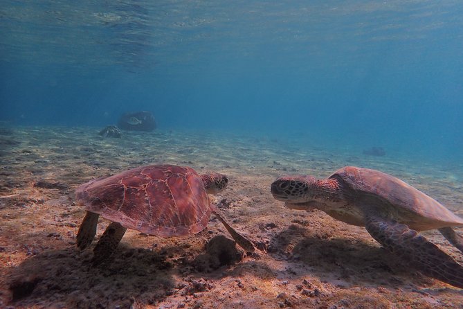 [Miyako Island/Half Day] Sea Turtle Snorkeling - Shigira Beach Parking Lot and arrival advice