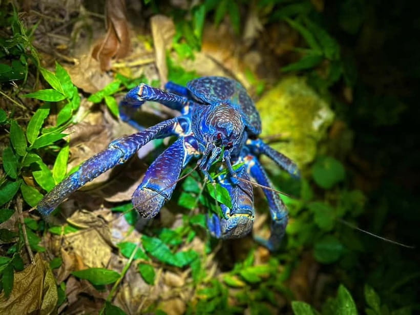 Miyako Island: Stars & Jungle Night Walking Tour - A subtropical island after sunset