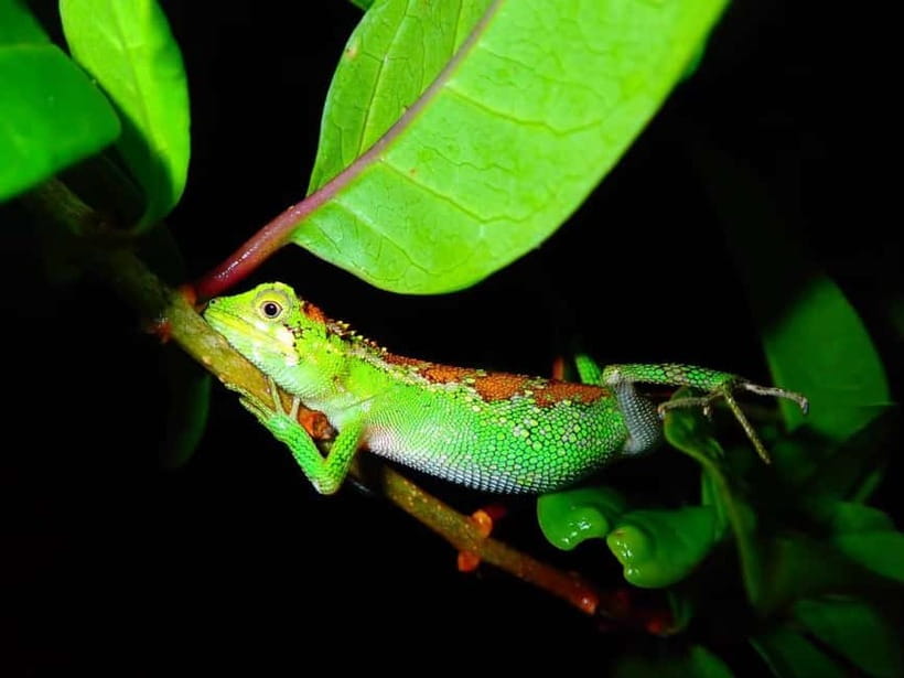 Miyako Island: Stars & Jungle Night Walking Tour - Stargazing under Miyakojima’s dark sky