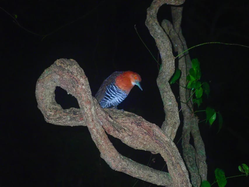 Miyako Island: Stars & Jungle Night Walking Tour - What the $31 price really covers