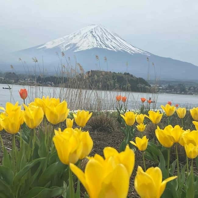 Mount Fuji Private day tour from Tokyo private & Customized - Kitaguchi-hongu Fuji Sengen Shrine