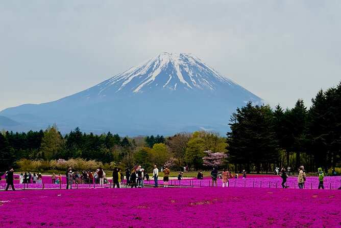Mt. Fuji, Cherry Blossom & Shiba Sakura Pvt. Day Tour - Key points to know before booking