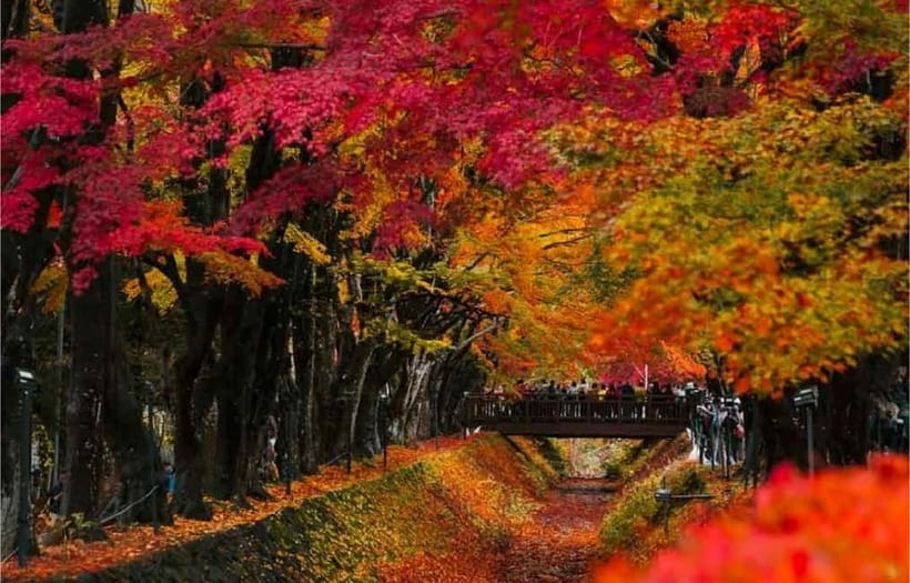 Mt Fuji Top 5 Spots Day Tour: Arakurayama Park,Oshino Hakkai - Lunch without a built-in meal