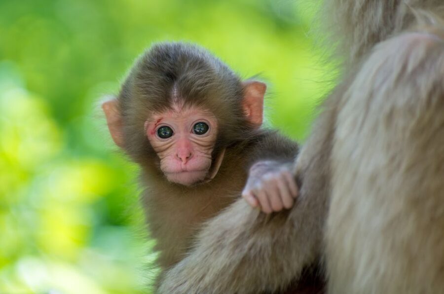 Nagano: 1-Day Snow Monkey & Cherry Blossom Tour in Spring - The road to Jigokudani