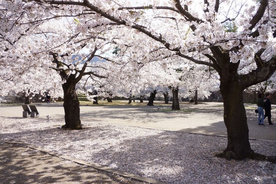 Nagano: 1-Day Snow Monkey & Cherry Blossom Tour in Spring - Meeting the Jigokudani macaques