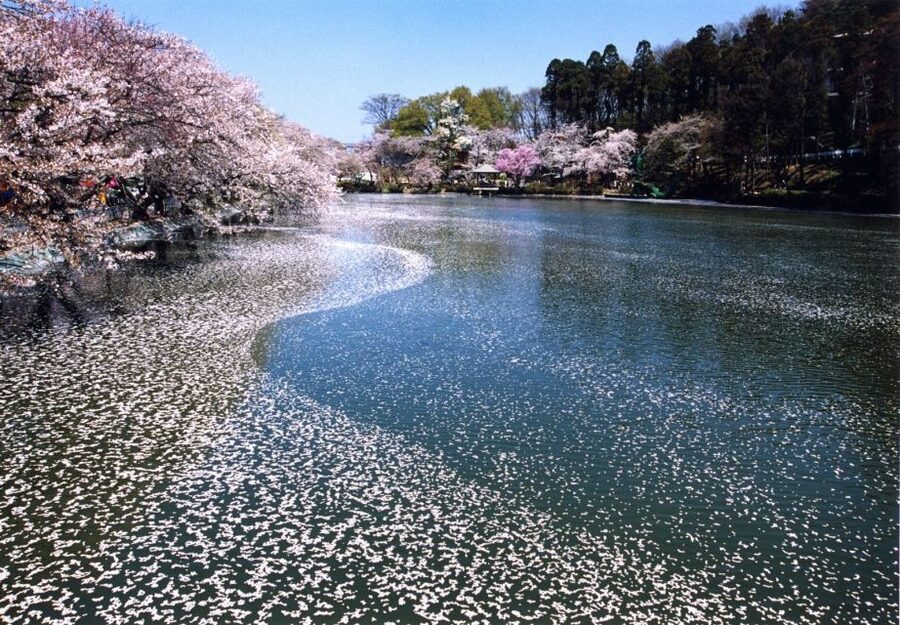 Nagano: 1-Day Snow Monkey & Cherry Blossom Tour in Spring - Transport, timing, and what to wear