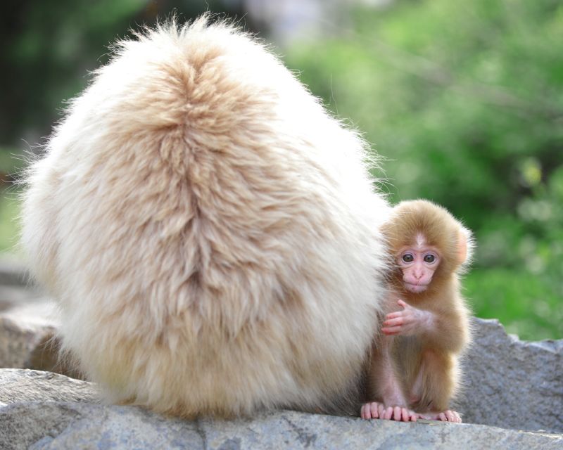 Nagano: 1-Day Snow Monkey & Cherry Blossom Tour in Spring - Meeting at Nagano Station