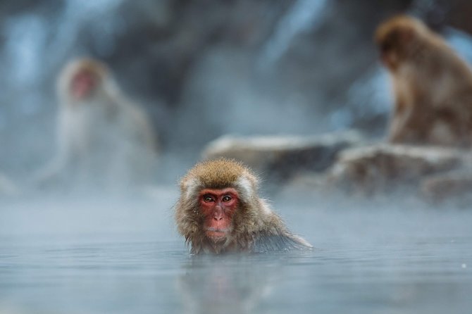 Nagano Private Two Day Tour - What the guides add to the experience
