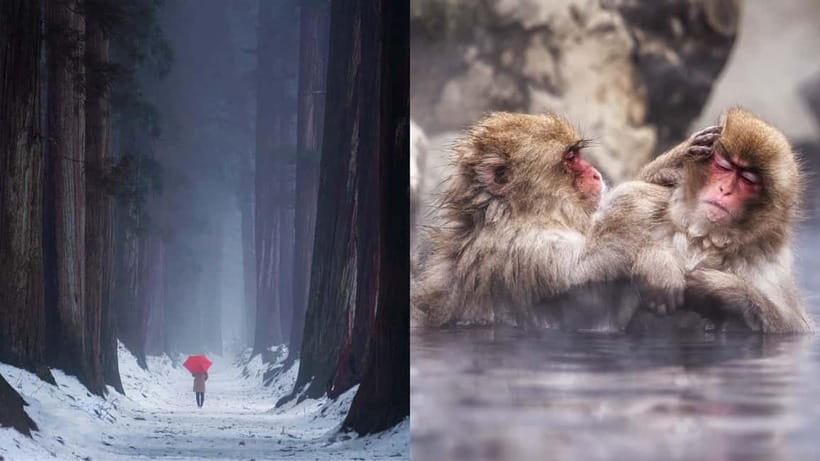 Nagano: Snow Monkeys & Togakushi Shrine Two-Spot in-One Day - Jigokudani Snow Monkey Park and the walk in