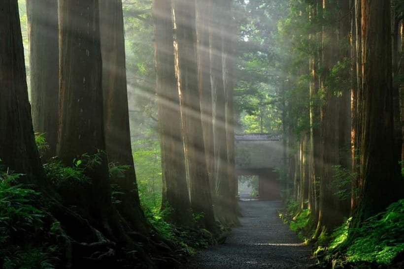 Nagano: Snow Monkeys & Togakushi Shrine Two-Spot in-One Day - What the private format changes