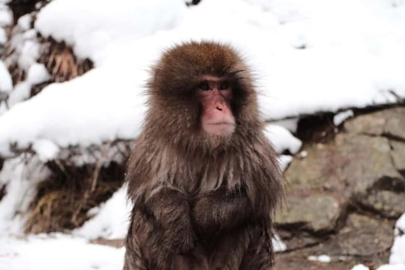 Nagano: Snow Monkeys & Togakushi Shrine Two-Spot in-One Day - Who should book this day