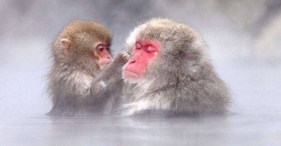 Nagano: Snow Monkeys, Zenkoji Temple & Sake Day Trip - Key points to know before booking