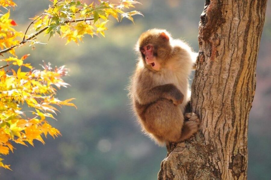 Nagano: Snow Monkeys, Zenkoji Temple & Sake Day Trip - Why this day trip works so well