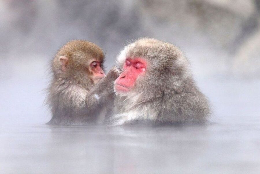 Nagano: Snow Monkeys, Zenkoji Temple & Sake Day Trip - Zenkoji Temple and the dark passage below