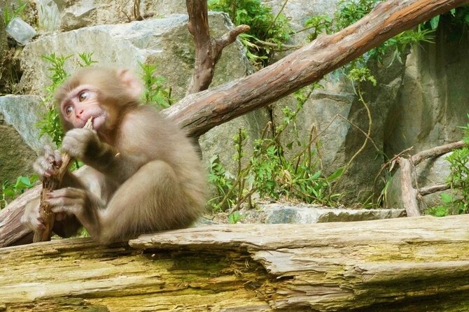 Nagano Spring: 1-Day Cherry Blossoms & Snow Monkeys Guided Tour - What the guides add to the day