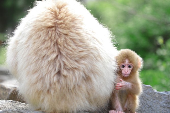 Nagano Spring: 1-Day Cherry Blossoms & Snow Monkeys Guided Tour - The value of transport, admission, and lunch