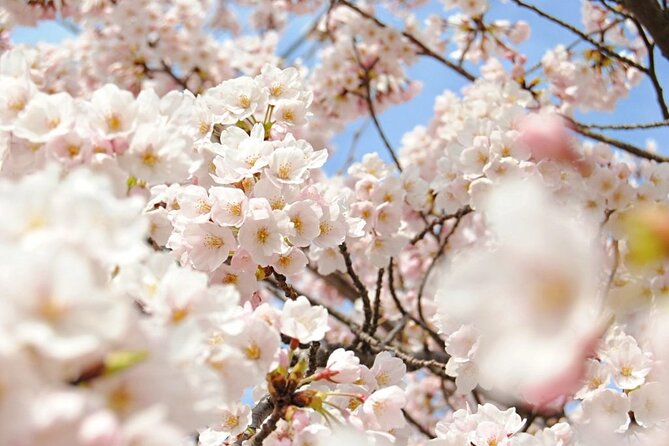 Nagano Spring: 1-Day Cherry Blossoms & Snow Monkeys Guided Tour - Meeting the macaques at Jigokudani Monkey Park