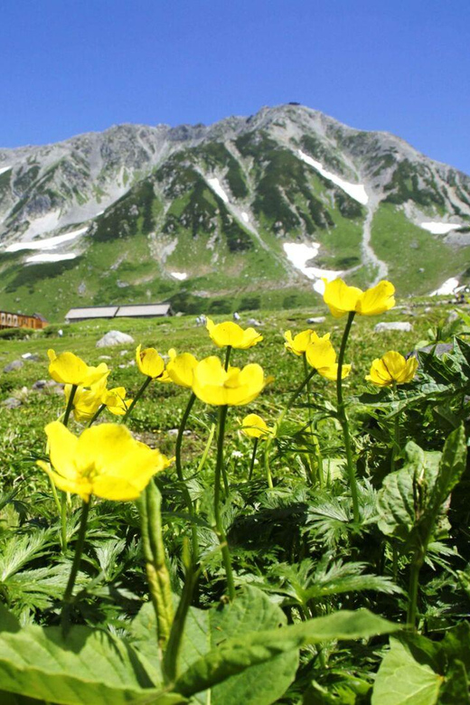 Nagano: Tateyama-Kurobe Guided Walking Tour - Summer flowers, autumn colour, and November snow