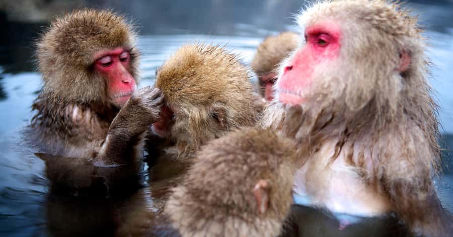 Nagano/Tokyo: Snow Monkey and Zenkoji Temple Private Tour - What the $505 price really buys
