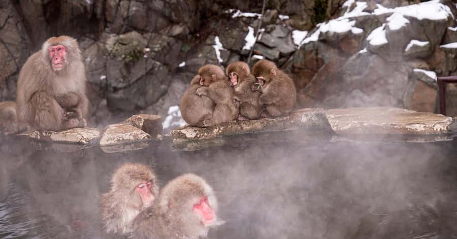 Nagano/Tokyo: Snow Monkey and Zenkoji Temple Private Tour - Why this Nagano day trip works