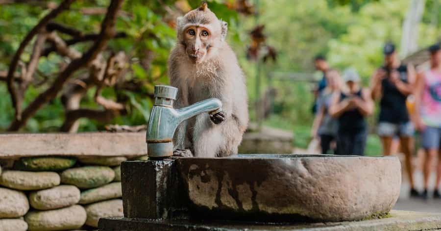 Nagano/Tokyo: Snow Monkey and Zenkoji Temple Private Tour - Obuse and the Hokusai connection