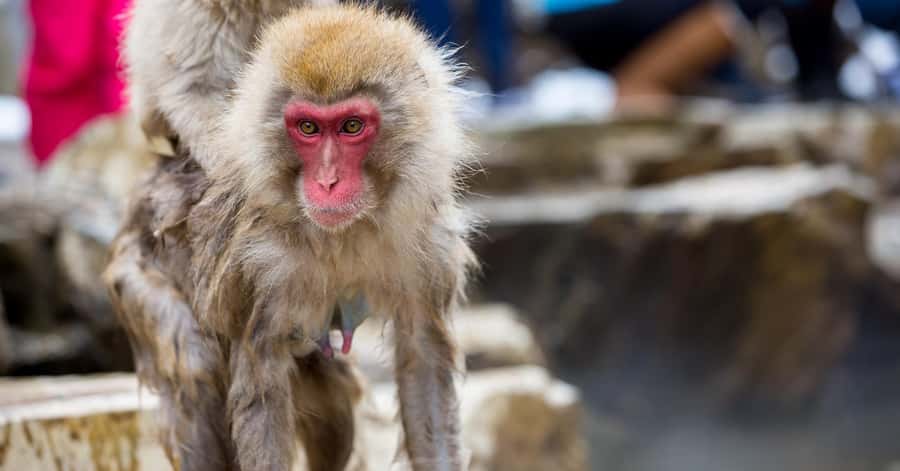 Nagano/Tokyo: Snow Monkey and Zenkoji Temple Private Tour - Shibu Onsen and Yamanochi