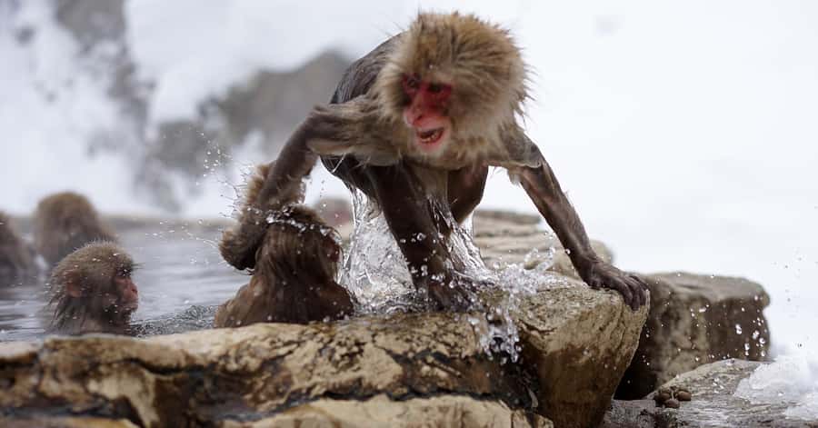 Nagano/Tokyo: Snow Monkey and Zenkoji Temple Private Tour - Matsushiro Castle Ruins and the Sanada story