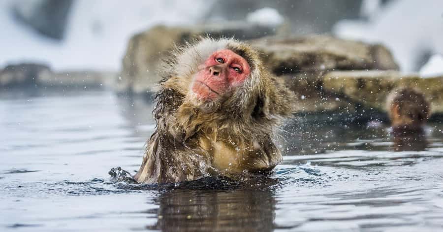 Nagano/Tokyo: Snow Monkey and Zenkoji Temple Private Tour - Building a sensible private schedule