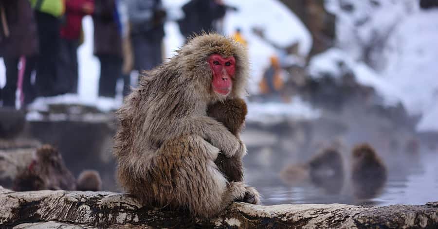 Nagano/Tokyo: Snow Monkey and Zenkoji Temple Private Tour - Jigokudani Monkey Park: the day’s main event