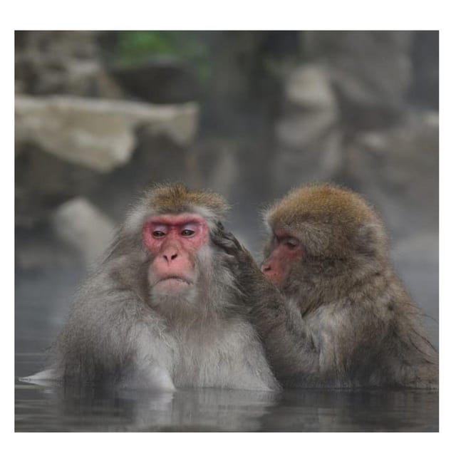 Nagano/Tokyo: Snow Monkey Private Day Tour At Lowest Rate - Matsushiro shows a quieter samurai side