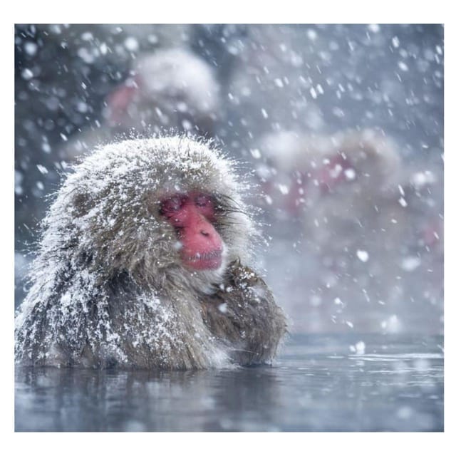 Nagano Tokyo: Snow Monkey Private Day Tour Hotel Pick & Drop - Who should book this private Nagano tour?