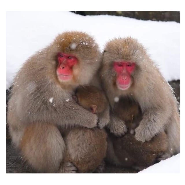 Nagano Tokyo: Snow Monkey Private Day Tour Hotel Pick & Drop - Obuse, Hokusai, sweets, and local craft