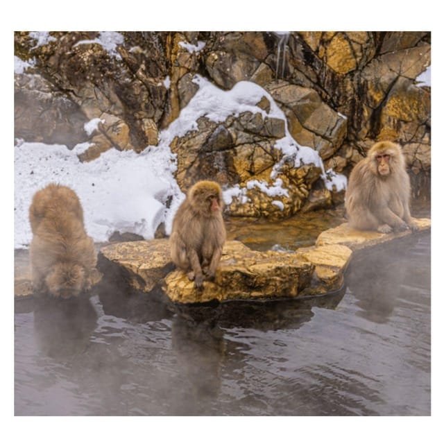 Nagano Tokyo: Snow Monkey Private Day Tour Hotel Pick & Drop - Zenko-ji Temple and the Key to Paradise