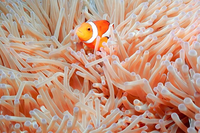 Naha: Full-Day Introductory diving & Snorkeling in the Kerama Islands, Okinawa - Marine life, coral, and seasonal sights