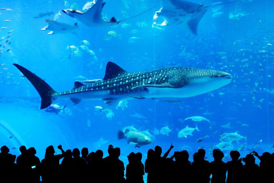 Naha: North Okinawa Sightseeing Tour & Churaumi Aquarium - Why this bus tour works from Naha
