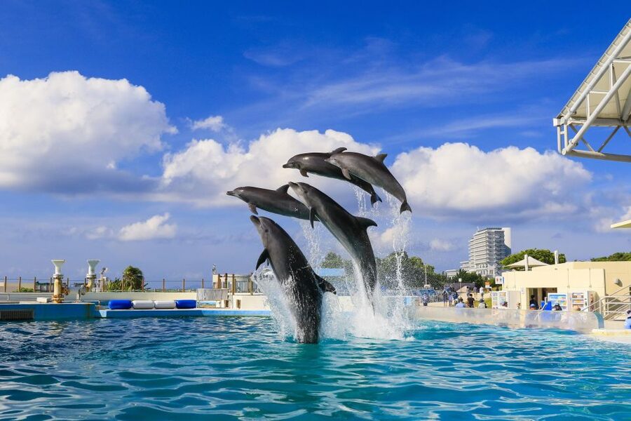 Naha: North Okinawa Sightseeing Tour & Churaumi Aquarium - Kouri Island and the view across the bridge