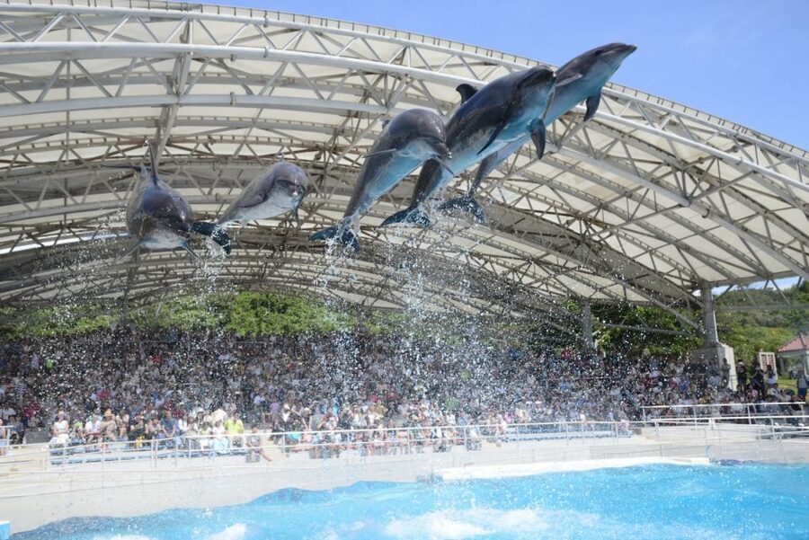 Naha: North Okinawa Sightseeing Tour & Churaumi Aquarium - What the $50 price really covers