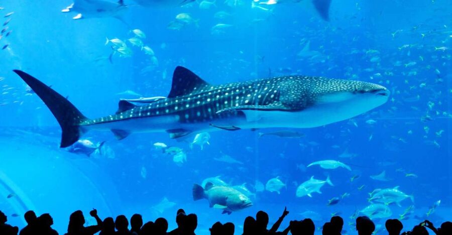 Naha: North Okinawa Sightseeing Tour & Churaumi Aquarium - Boarding in Naha at 8:15, 8:35, or 8:45