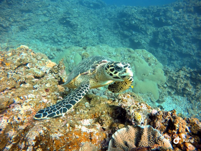 Naha, Okinawa: Kerama Islands Full-Day Intro-Diving Trip - Three stops, three ways to enjoy the sea